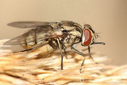 Adab alerta para o surgimento de moscas que matam animais e até humanos
