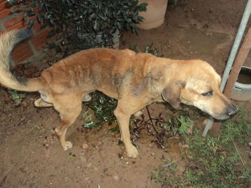 Cães com suspeita de calazar preocupam moradores do bairro Mangabeira