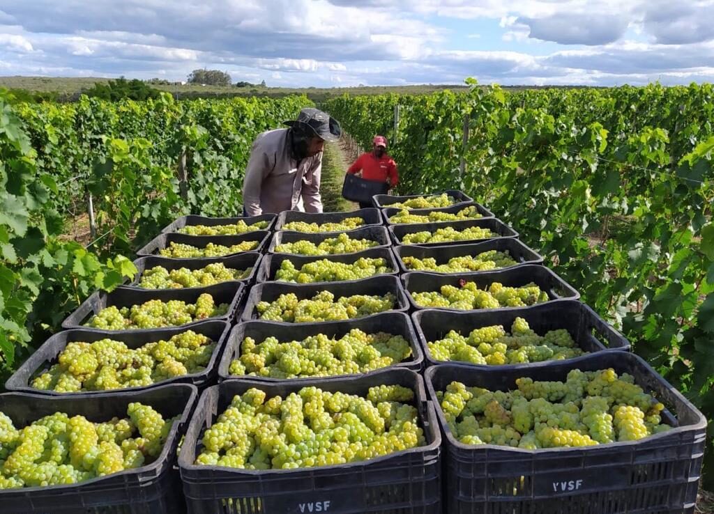 Vinho Malbec baiano produzido na Chapada ganha prêmio nacional 