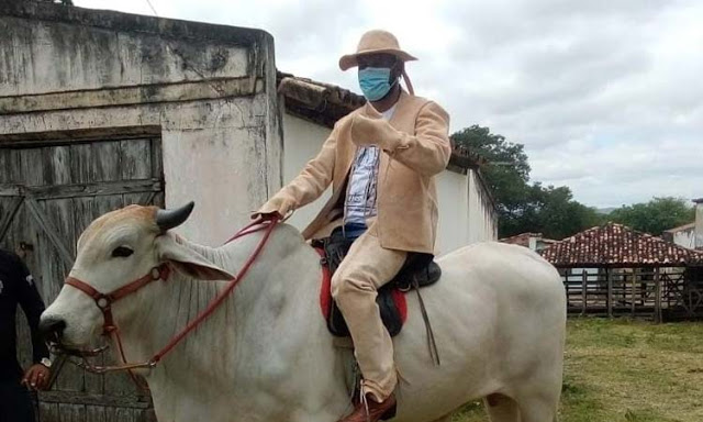 Prefeito baiano toma posse montado em um boi e vestido com um gibão de couro