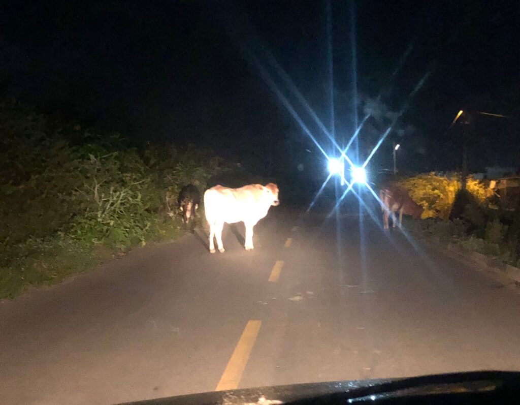 Os marruá de Feira de Santana