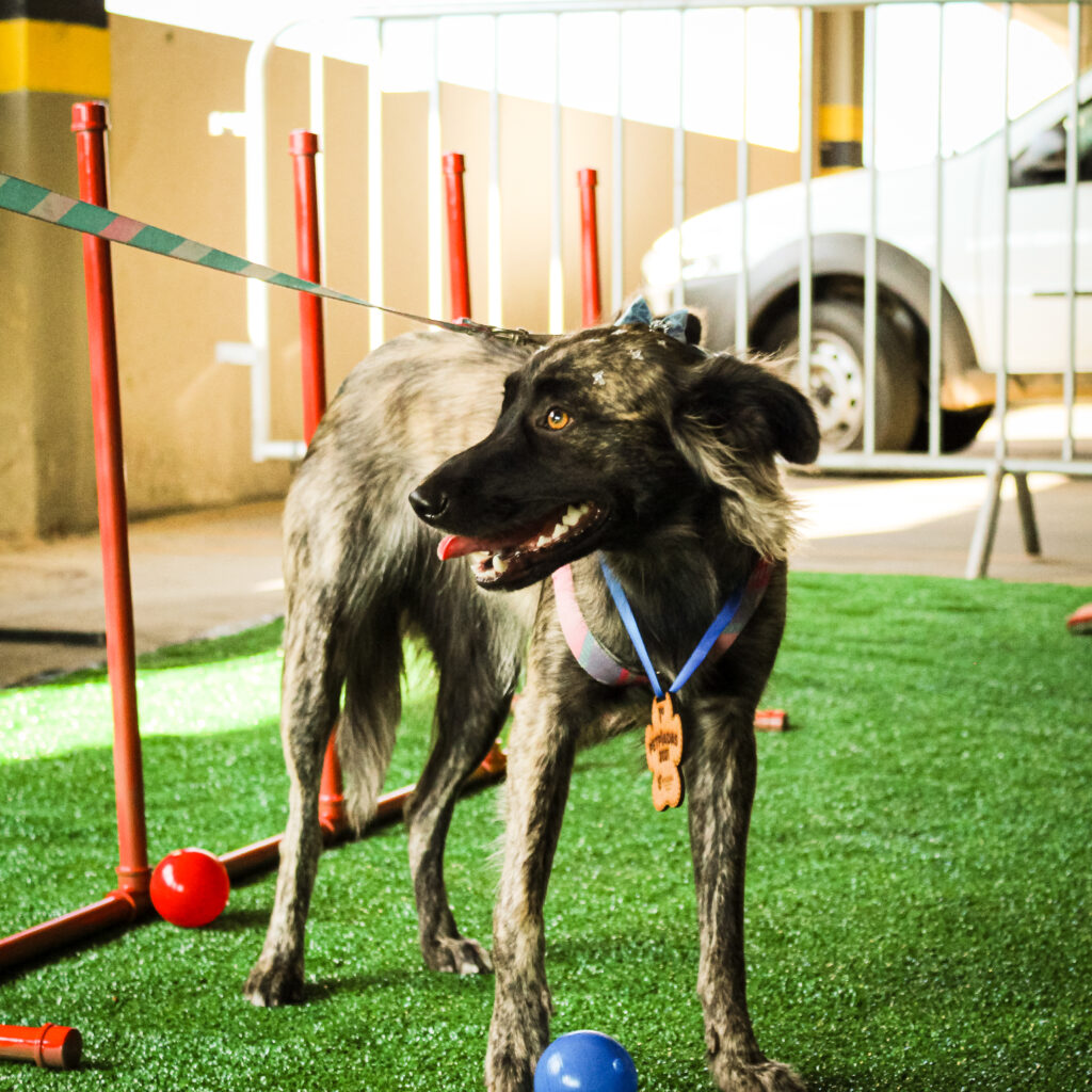 Shopping de Feira promove Campanha de Adoção de Pets 