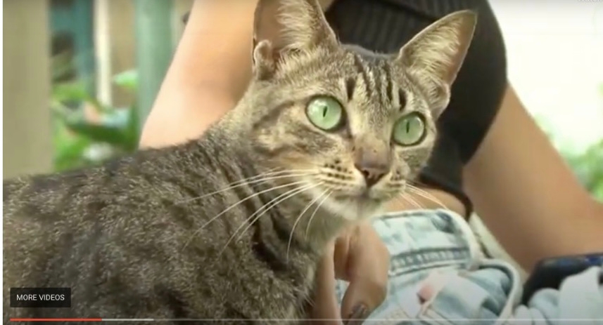 UEFS reativa comissão que debate animais abandonados no campus