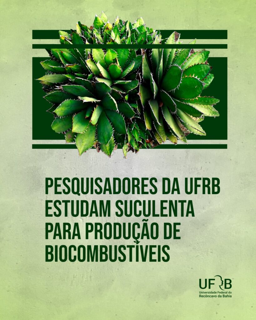 Pesquisadores da UFRB em Feira estudam planta suculenta para produção de biocombustíveis