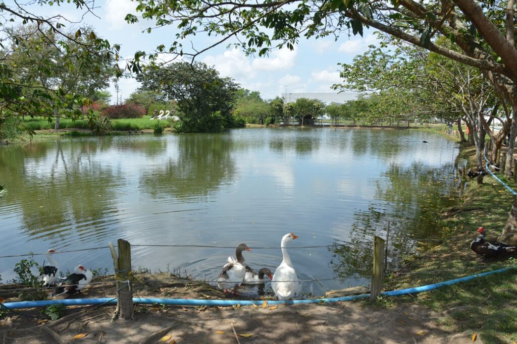 Parque da Lagoa recebe novas espécies de animais