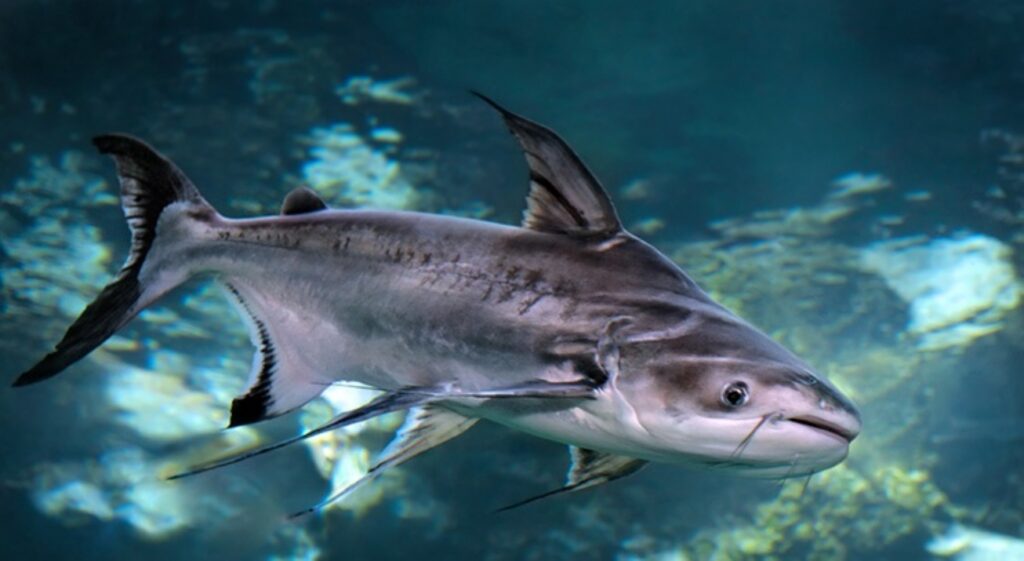 Espécie de peixe natural do Vietnã aparece no rio Jacuípe e preocupa ambientalistas