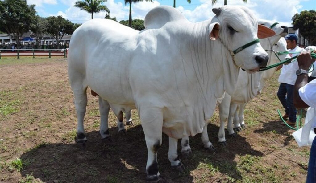 Programa de melhoramento genético para bovinocultura vai beneficiar o pequeno e médio produtor rural de Feira de Santana