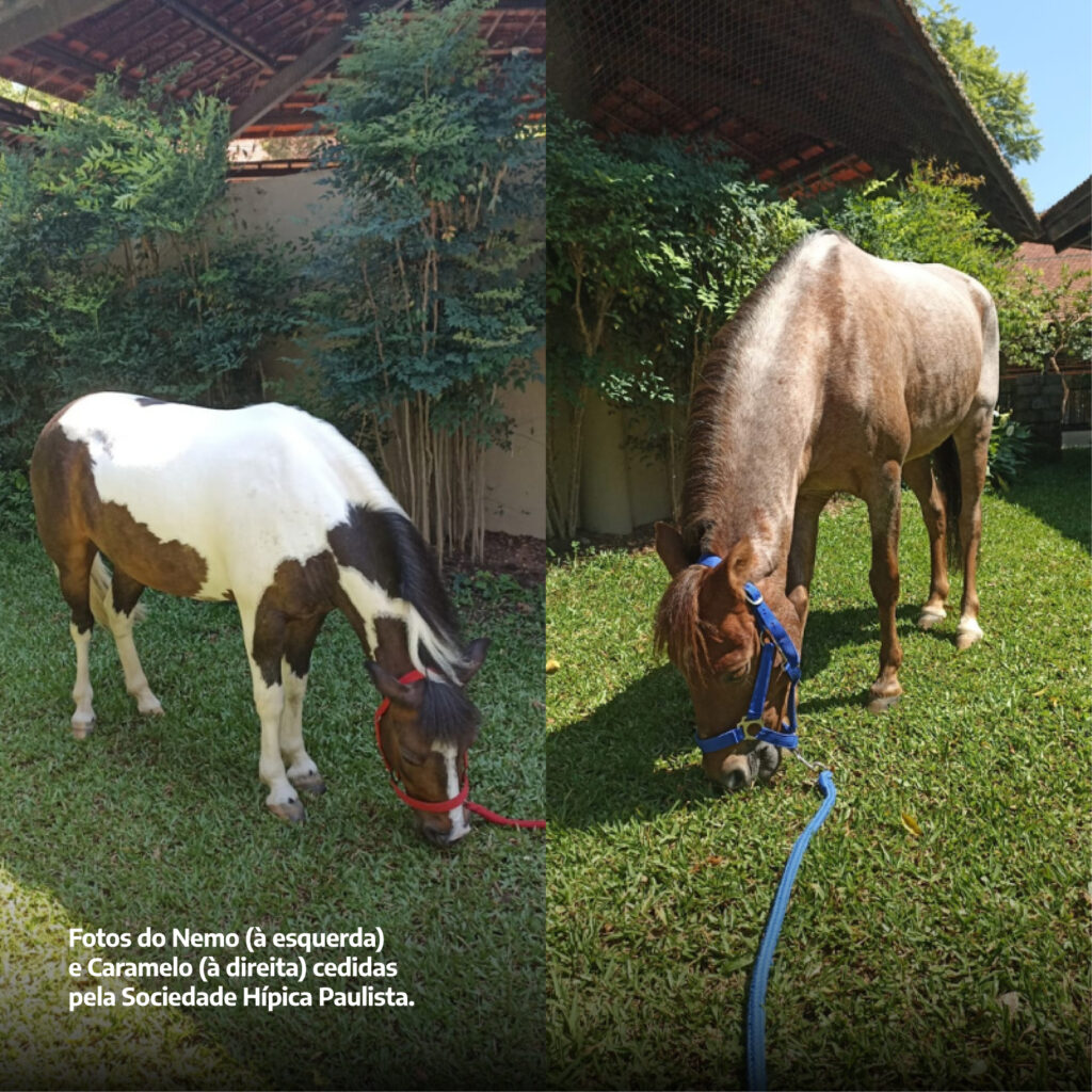 Pôneis e mini-horses contribuem com terapia de crianças com câncer em hospital