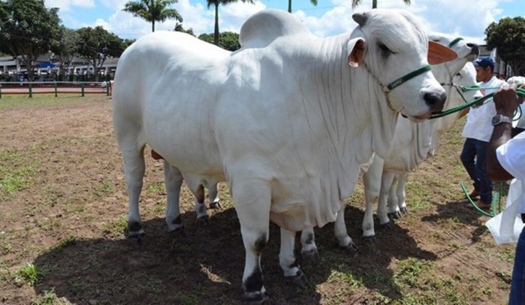 Secretaria de Agricultura de Feira de Santana firma acordo para melhorar genética de rebanhos através de inseminação artificial