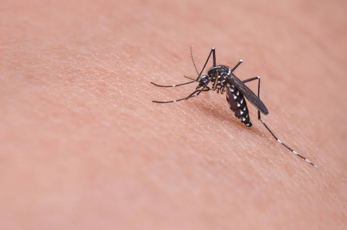 Quase 200 pessoas com dengue apresentaram sinais de alarme em Feira