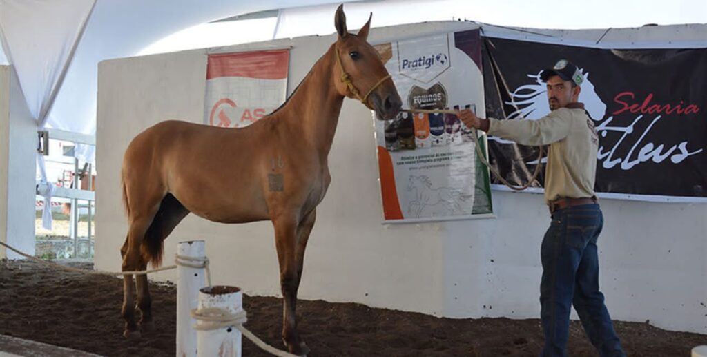 Feira sedia circuito da raça campolina entre os dias 28 e 30 no Parque de Exposições