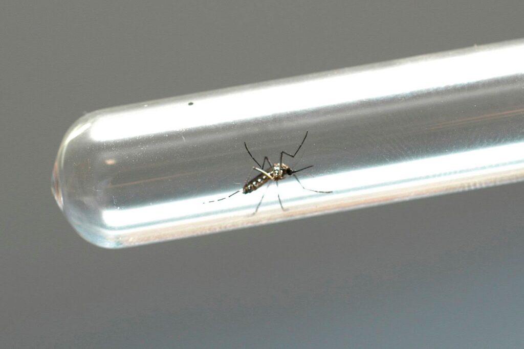 Feira de Santana registra aumento de 26% nos casos de dengue, em comparação com janeiro do ano passado