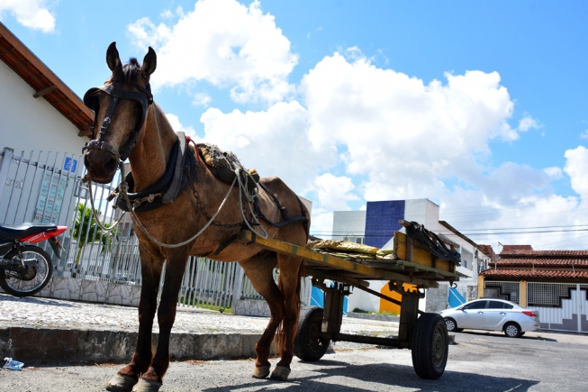 Câmara promulga lei que prevê quatro anos para retirada das carroças nas ruas de Feira