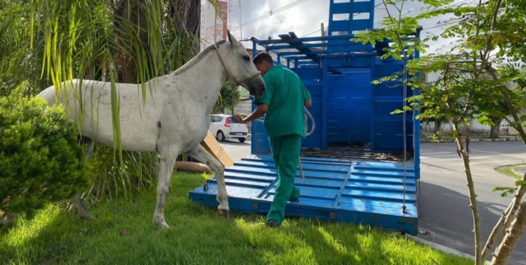 185 animais soltos já foram retirados de ruas e avenidas de Feira neste ano