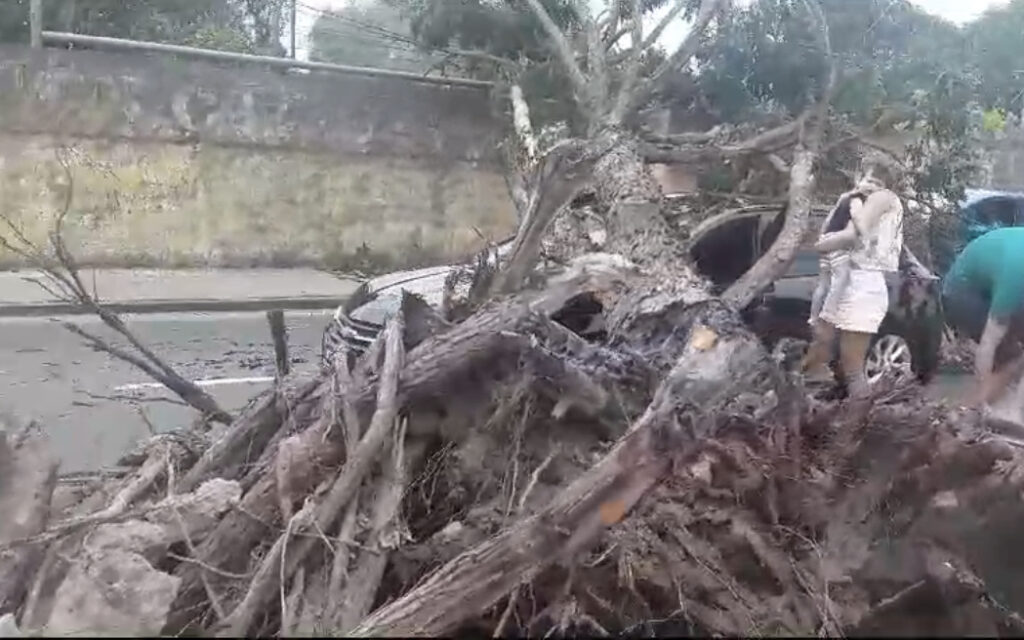 Susto: árvore cai e atinge veículo em Feira de Santana