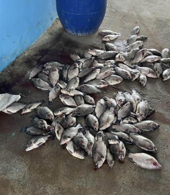 Queda de energia provoca morte de 14 mil peixes em criatório no distrito da Matinha, em Feira
