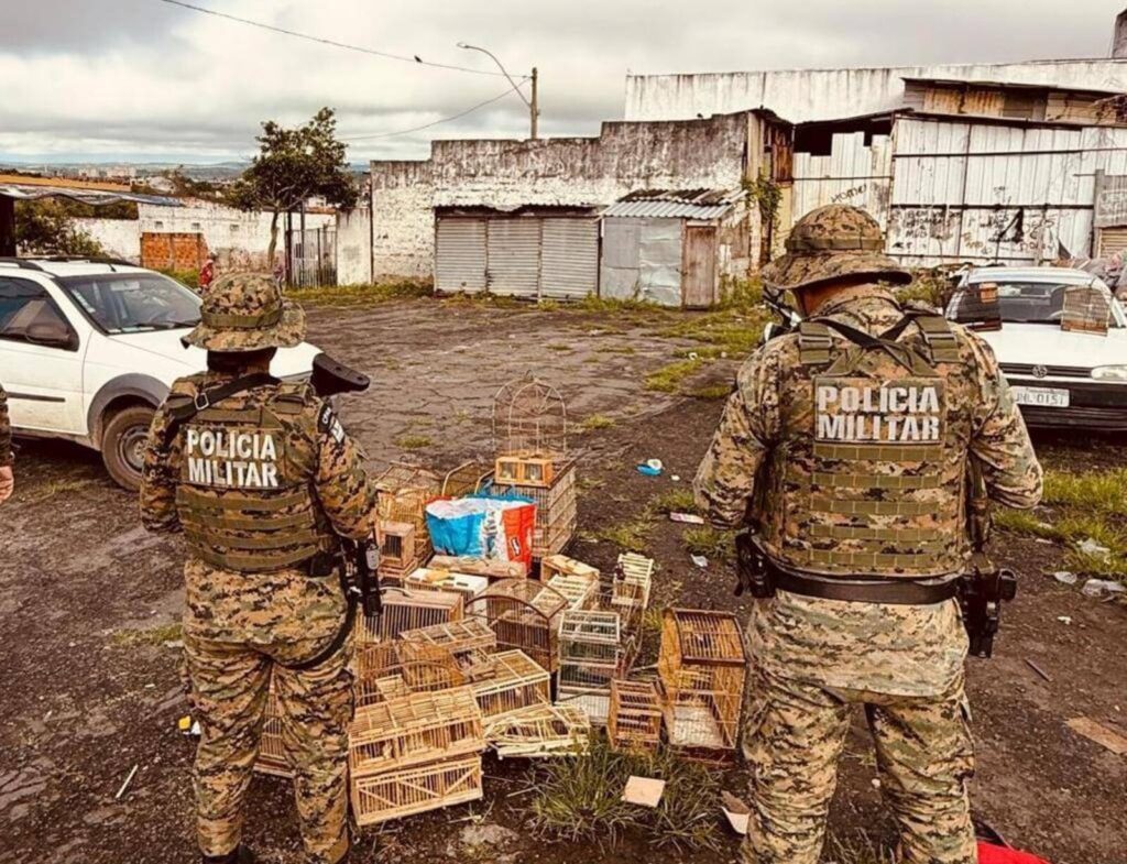 PM resgata 210 aves silvestres na ‘Feira do Rolo’, em Feira de Santana, e conduz sete homens por crime ambiental