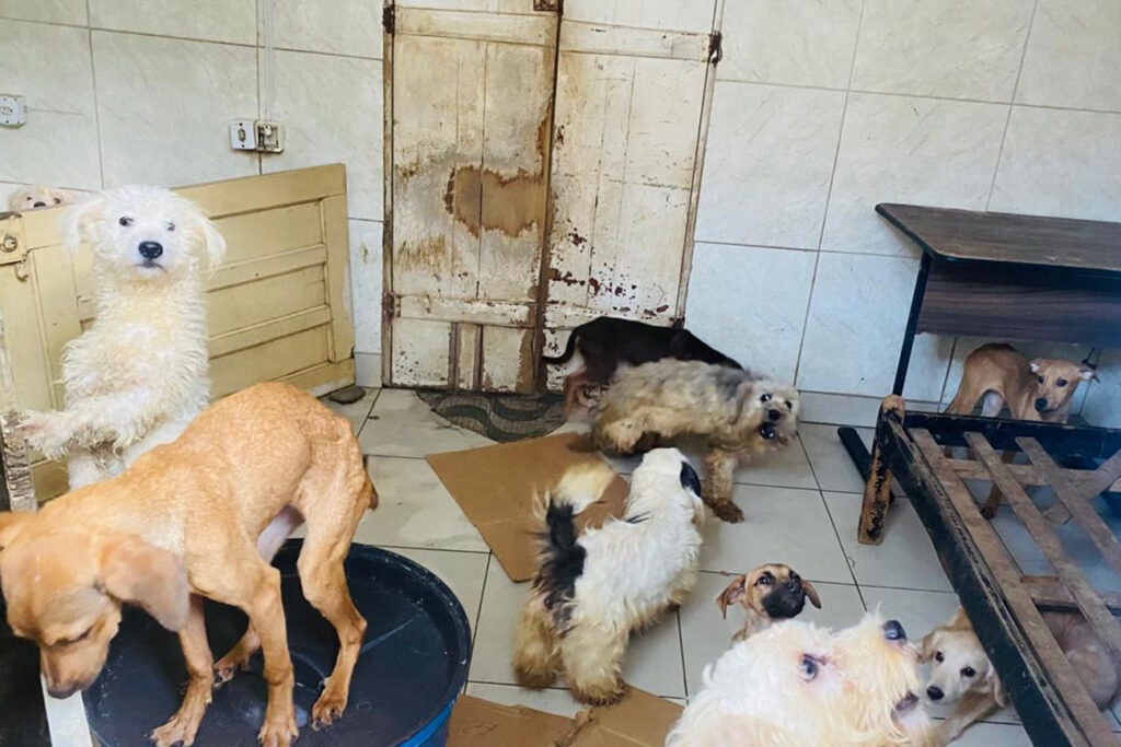Mulher é notificada por manter mais de 60 cães e gatos em situação de maus-tratos, em Feira de Santana