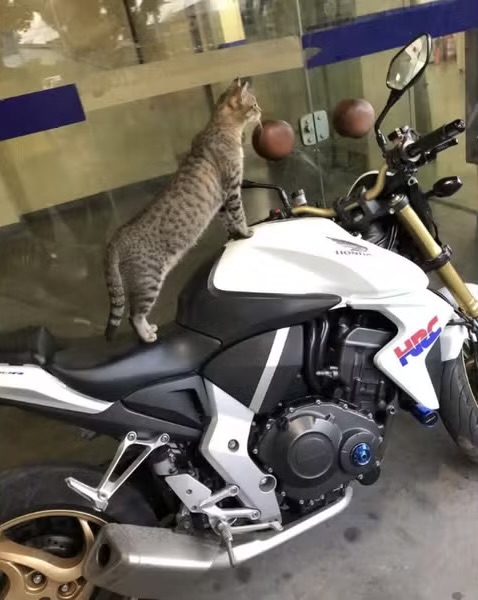 Gata vira mascote de delegacia, em Feira de Santana, após ser resgatada de abandono