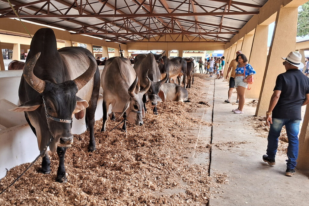 Julgamento de raças e leilões movimentam a Expofeira 2025 em Feira de Santana