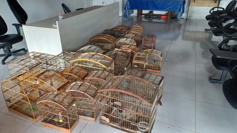 Operação da PRF resgata 67 aves silvestres e apreende produtos ilegais em Feira de Santana