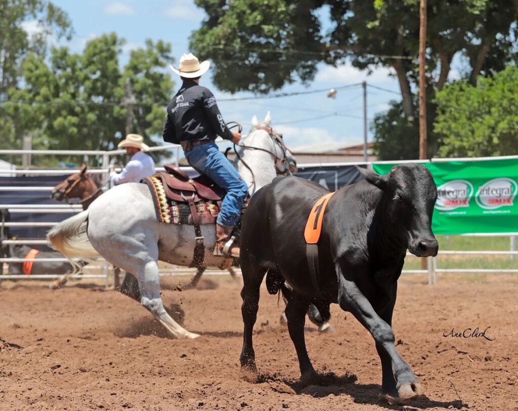 Feira de Santana recebe a 7ª Etapa do Campeonato Baiano de Ranch Sorting 2025 no Clube do Cavalo Ranch