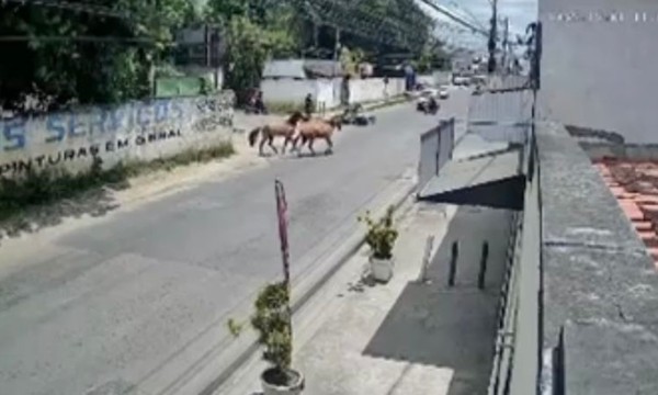 Motociclista sofre acidente após colidir com cavalos soltos no bairro Tomba