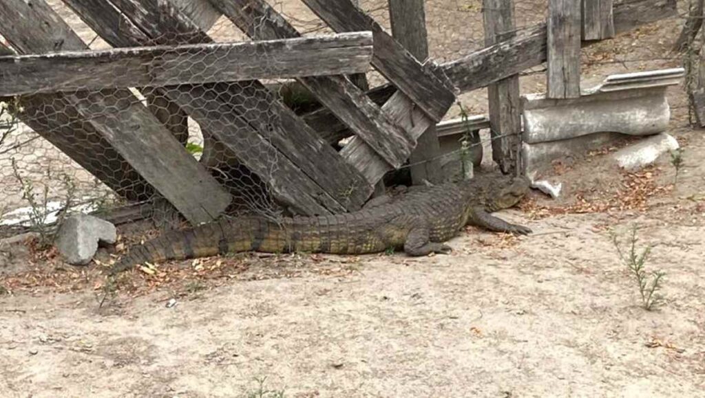 Jacaré invade fábrica de café e assusta funcionários em Feira de Santana