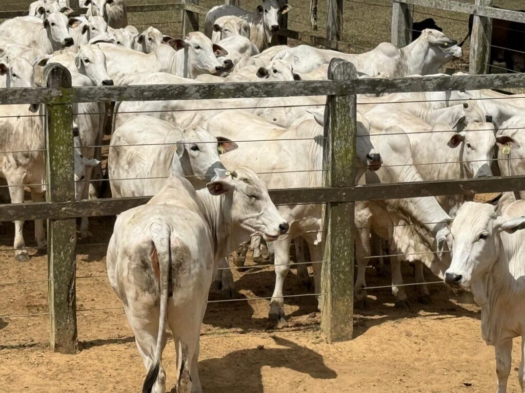 Arroba do boi se mantém em R$ 340 na região de Feira de Santana e mercado aponta estabilidade com viés firme