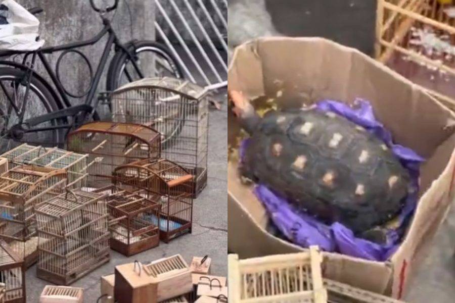 Operação resgata 75 animais silvestres vendidos ilegalmente em Feira de Santana