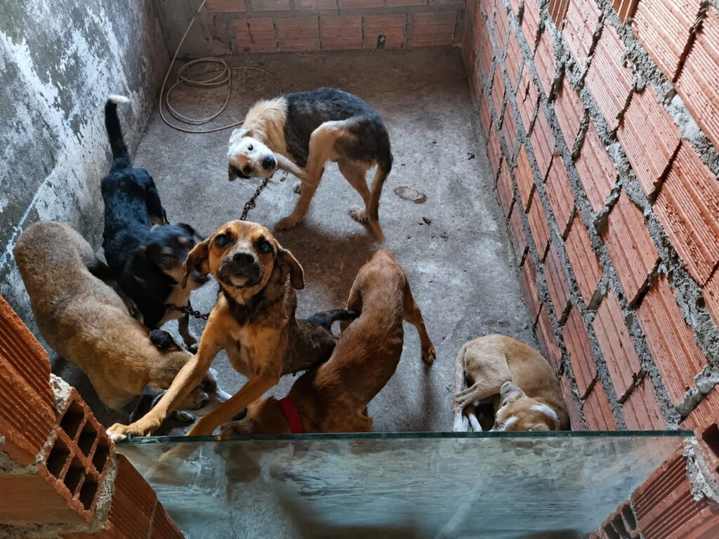 Homem é detido em Feira de Santana suspeito de realizar eutanásia ilegal em cães