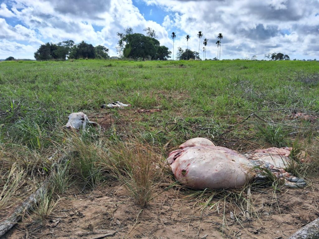 Abate clandestino de gado preocupa produtores rurais em Feira de Santana