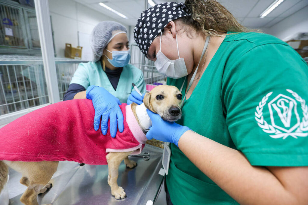 Clínica Pública Veterinária será implantada em Feira até o fim de 2026, anuncia vereador
