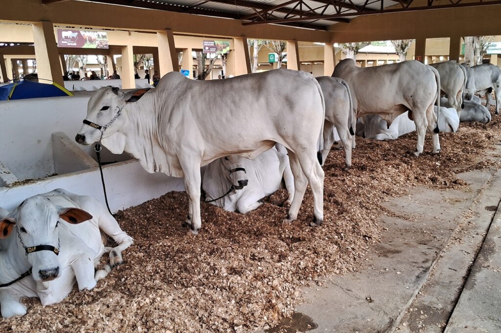 Animais podem ser inscritos para participam da 47ª Expofeira até sexta-feira