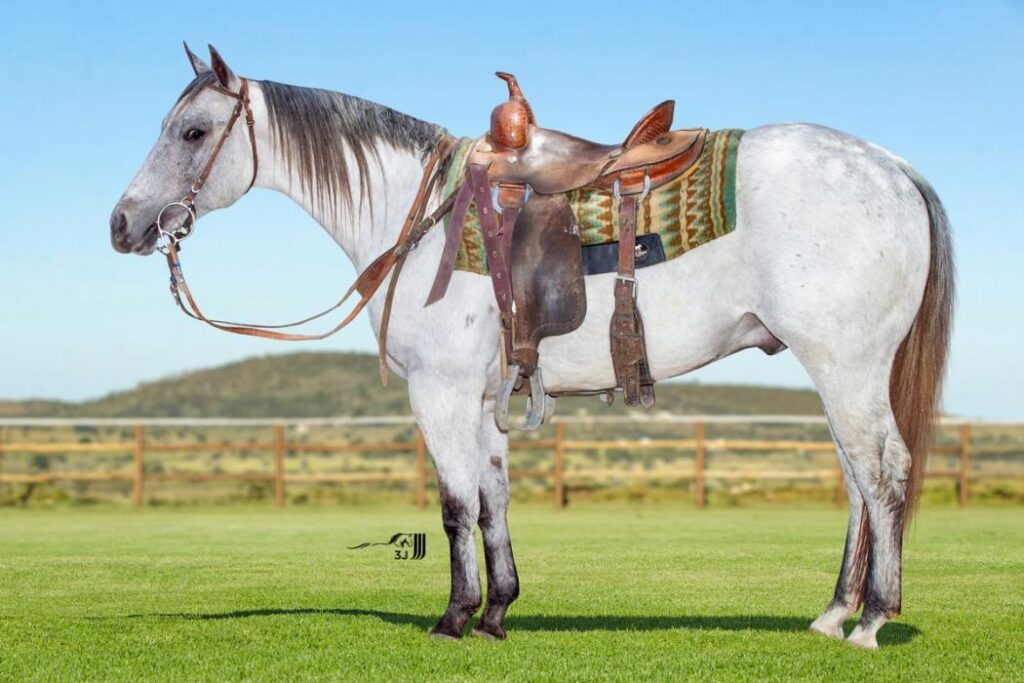 Expofeira 2026  terá leilão de cavalos Quarto de Milha com genética campeã